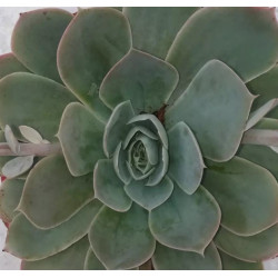 Echeveria Domingo