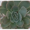 Echeveria Domingo