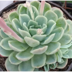 Echeveria elegans