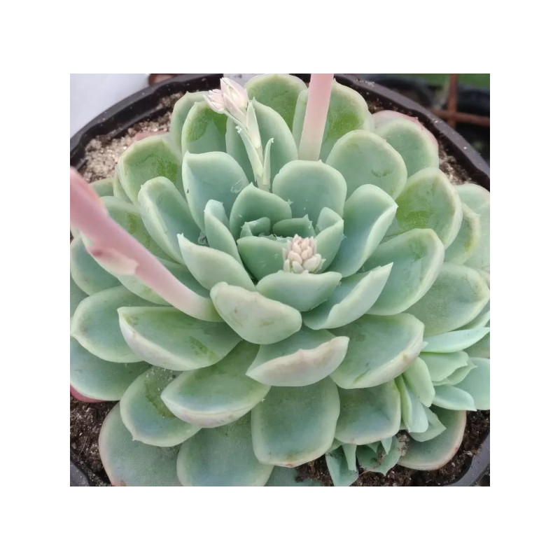 Echeveria elegans Echeveria elegans