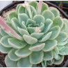 Echeveria elegans