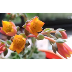 Echeveria Fabiola