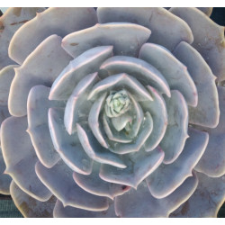 Echeveria lilacina