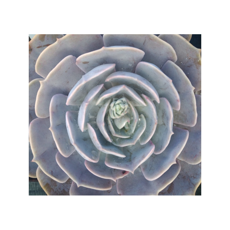 Echeveria lilacina