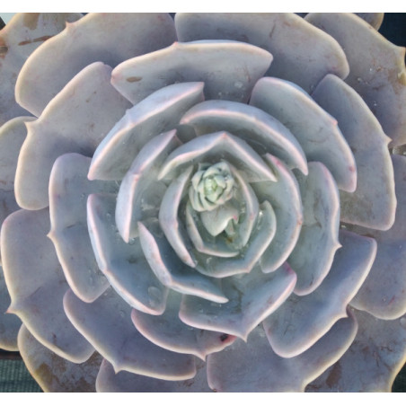Echeveria lilacina