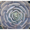 Echeveria lilacina