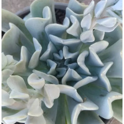 Echeveria runyonii Topsy Turvy