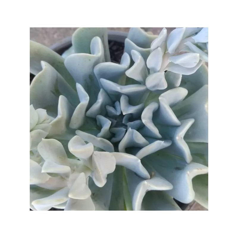Echeveria runyonii Topsy Turvy