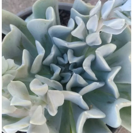 Echeveria runyonii Topsy Turvy