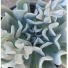Echeveria runyonii Topsy Turvy