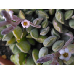 Adromischus cristatus