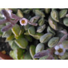 Adromischus cristatus