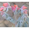 Echeveria runyonii Topsy Turvy