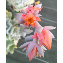 Echeveria runyonii Topsy Turvy