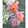 Echeveria runyonii Topsy Turvy