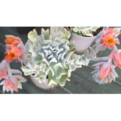 Echeveria runyonii Topsy Turvy