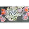 Echeveria runyonii Topsy Turvy