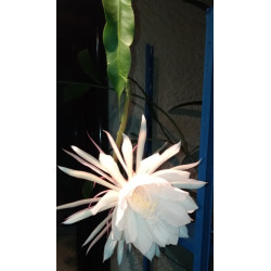 Epiphyllum oxypetalum