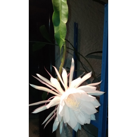 Epiphyllum oxypetalum