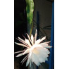 Epiphyllum oxypetalum