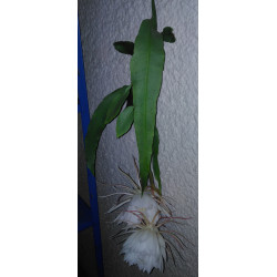 Epiphyllum oxypetalum