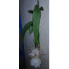 Epiphyllum oxypetalum