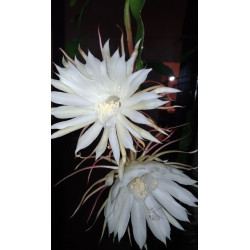 Epiphyllum oxypetalum