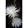 Epiphyllum oxypetalum