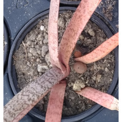 Gasteria disticha