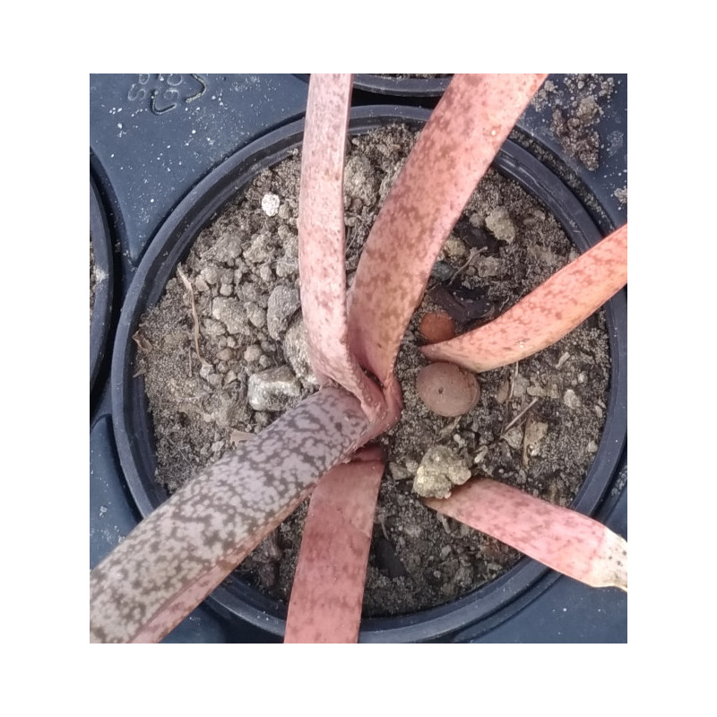 Gasteria disticha Gasteria disticha