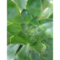 Aeonium arboreum