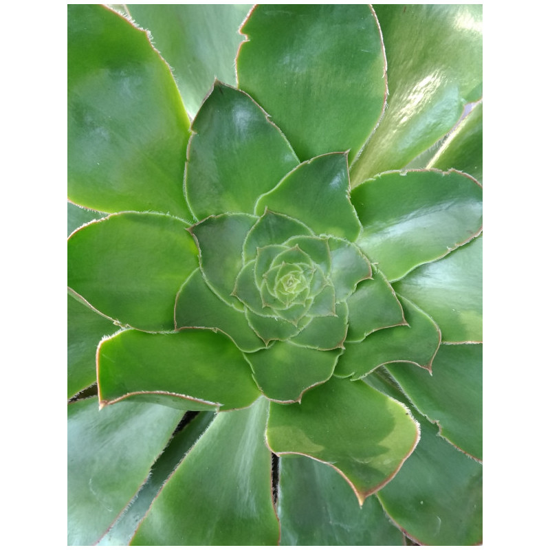Aeonium arboreum Aeonium arboreum