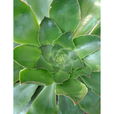 Aeonium arboreum