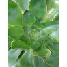 Aeonium arboreum