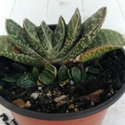 Gasteria pillansii