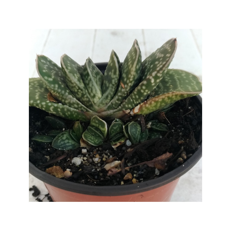Gasteria pillansii Gasteria pillansii
