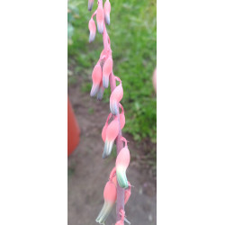 Gasteria pillansii