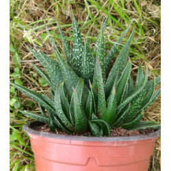 Haworthia attenuata