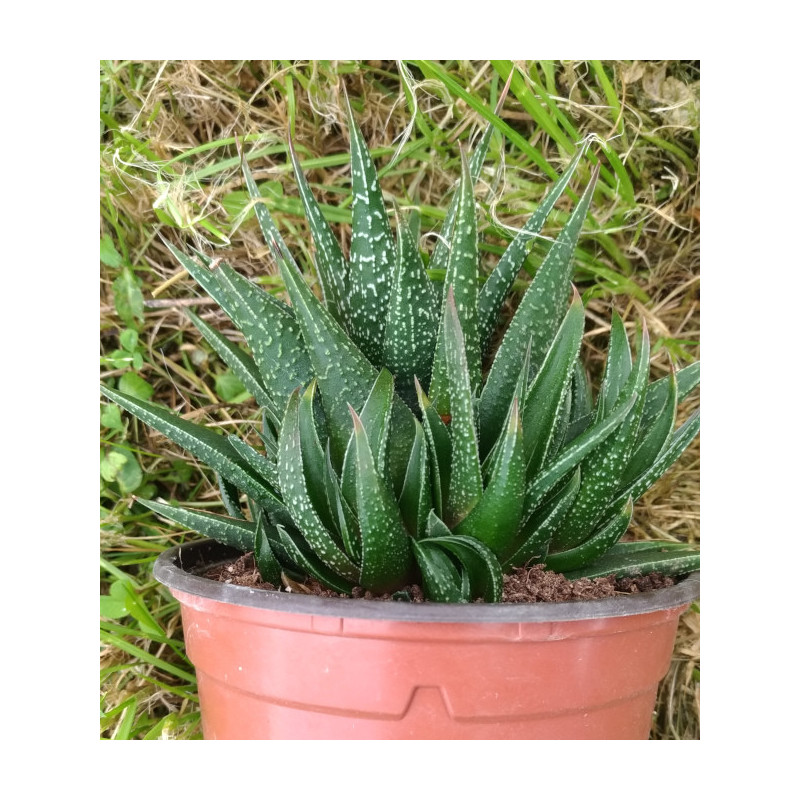 Haworthia attenuata Haworthia attenuata