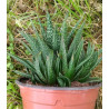 Haworthia attenuata
