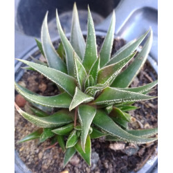 Haworthia attenuata