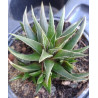 Haworthia attenuata