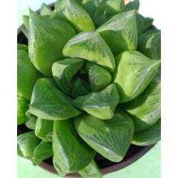 Haworthia cymbiformis