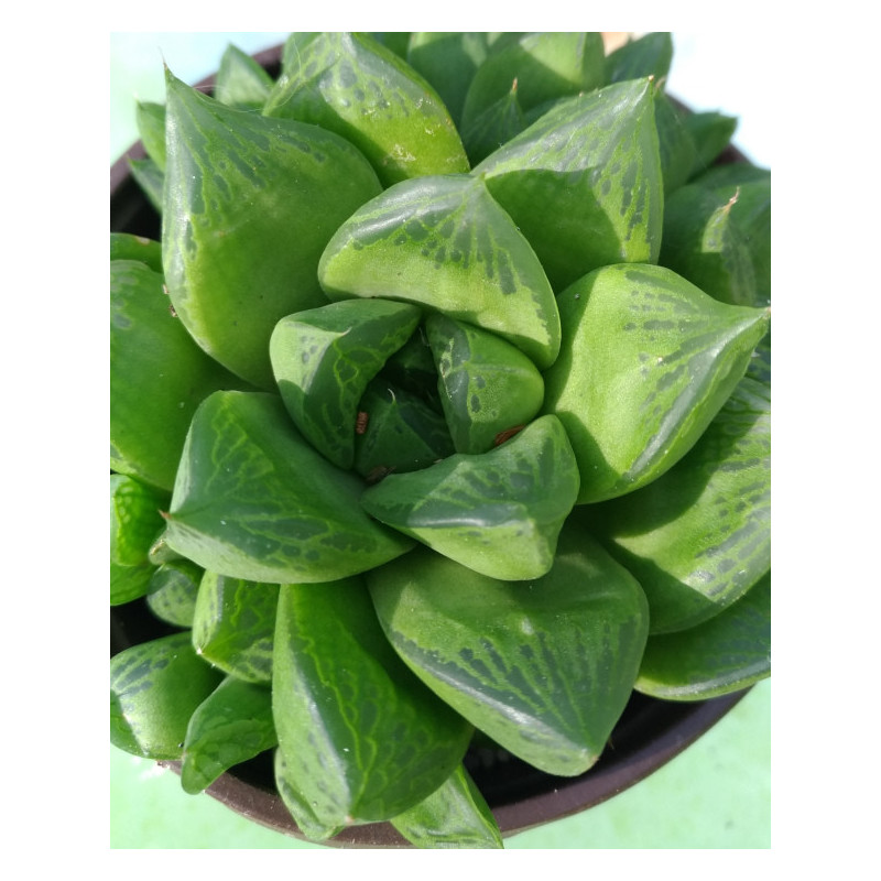 Haworthia cymbiformis Haworthia cymbiformis