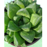 Haworthia cymbiformis