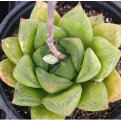 Haworthia cymbiformis