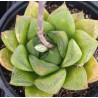Haworthia cymbiformis