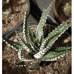 Haworthia fasciata Big Band