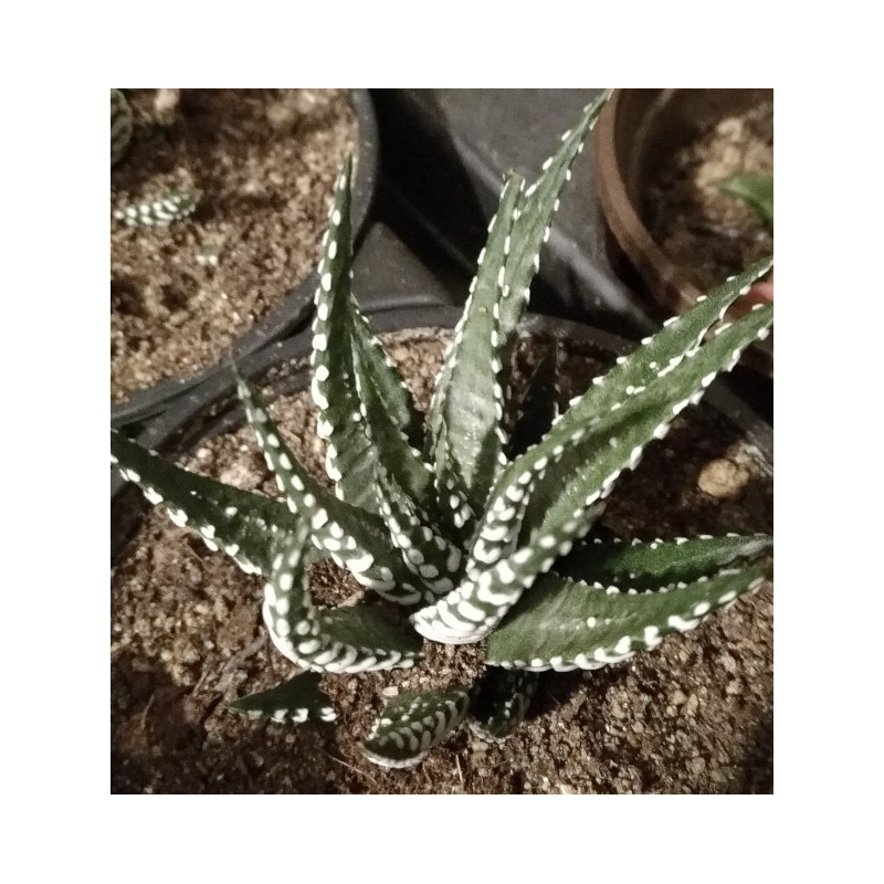 Haworthia fasciata Big Band Haworthia fasciata Big Band