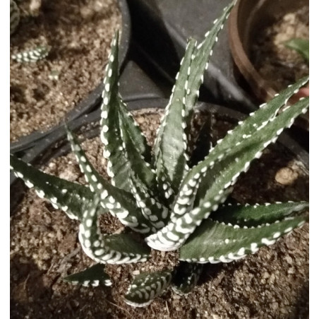 Haworthia fasciata Big Band